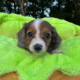 Miley - Piebald female Dachshund puppy in Wytheville, Virginia from Weenie Haven