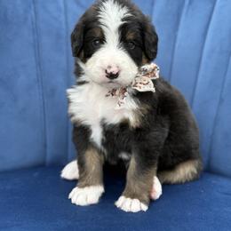 Marta FURNISHED - Tri-color female Bernedoodle puppy in Bellville, Ohio from Bernedoodle Buddies