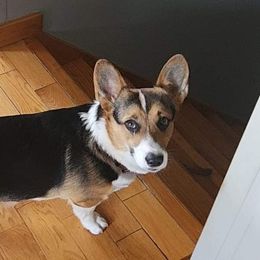 Marvel - Pembroke Welsh Corgi