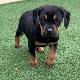 Boy 1 - Black male Catahoula Leopard Dog puppy in Gadsden, Alabama from Rich Cat’s