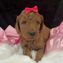 Dark pink girl - Apricot female Poodle puppy in Bowling Green, Kentucky from Ritzy Red Poodles