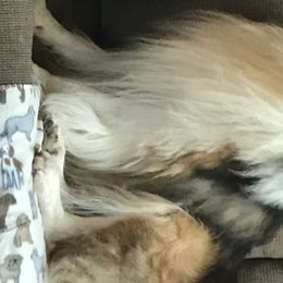 Collies from Whites Collies