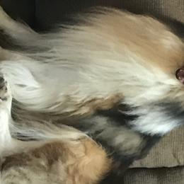 Collies from Whites Collies
