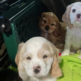 Cocker Spaniels from Donna Vaughn