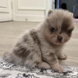 Lil bear - Lavender male Pomeranian puppy in California from Pawsh Poms