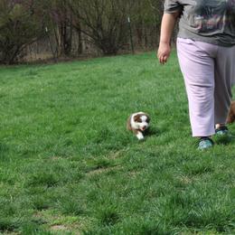 Australian Shepherd Puppies from Starlit Grove Australian Shepherds