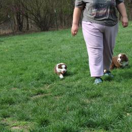Australian Shepherd Puppies from Starlit Grove Australian Shepherds