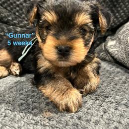 Gunnar - Black and tan male Yorkshire Terrier puppy in Forest, Virginia from Majestic Touch Kennels and Pet Services