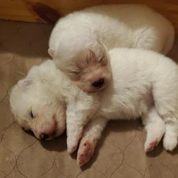 Samoyed Puppies from Limelight Samoyeds