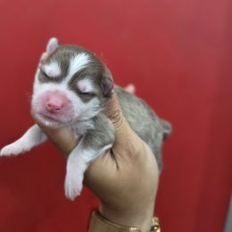 Rose - Red and white female Pomsky puppy in Mc Callsburg, Iowa from SZ Rolling Acres LLC