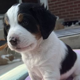Beacon - Lady Liberty Litter - male Australian Mountain Doodle puppy in Greenville, Ohio from Woodbriar Wags