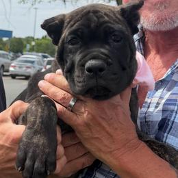 2ND PICK FEMALE - female Cane Corso puppy in Crossville, Tennessee from CANE CORSO DI DROGHEDA LLC