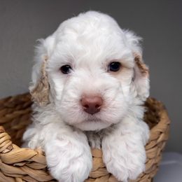 Romeo - Aussiedoodle puppy in Effingham County, Illinois from Bar K Aussiedoodles