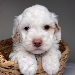 Romeo - Aussiedoodle puppy in Effingham County, Illinois from Bar K Aussiedoodles