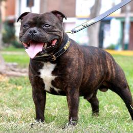Kabull - Staffordshire Bull Terrier