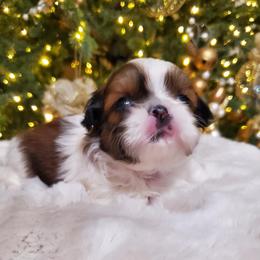 Shih Tzu Puppies from Dollface Shih Tzu