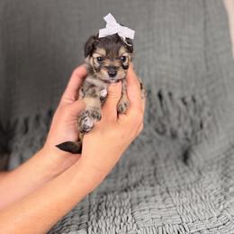 Buttercup - Sable female Aussiedoodle puppy in Sweetwater, Florida from Sandy Snout Doodles