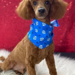 Phoenix - Poodle