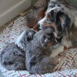Miniature Australian Shepherd Puppies from Cabin Hearth Miniature and Toy Australian Shepherds