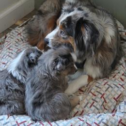 Miniature Australian Shepherd Puppies from Cabin Hearth Miniature and Toy Australian Shepherds