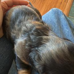 Dolly super Unique silver Dapple Blue Eyes She's your UNICORN - Dapple female Dachshund puppy in Fort Worth, Texas from Louis' Litters