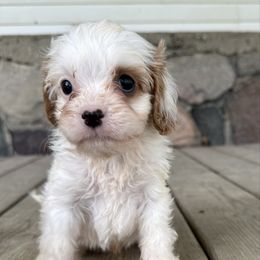 Fin - White male Cavapoo puppy in Camden, Michigan from FurEver Friends Finder