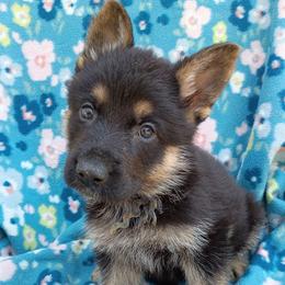 Blue Boy - Black and tan male German Shepherd puppy in La Pine, Oregon from Granville/Diamond Peak German Shepherds