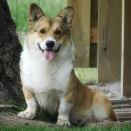 Pembroke Welsh Corgis from Rose's Corgis