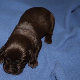 Nettles - Chocolate male Labrador Retriever puppy in Camden, Indiana from Camden's Caring Canines