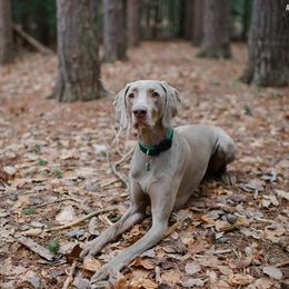 Weimaraner All Grown Up from SureShot Weimaraners