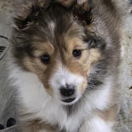 Cotton - Sable and white female Shetland Sheepdog puppy in Zephyrhills, Florida from Highland Shelties & Aussies