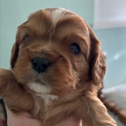 Green Girl - Ruby Cavalier King Charles Spaniel puppy in University Place, Washington from Crosby's Cavaliers
