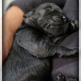 Zephyr - Black male Giant Schnauzer puppy in Saratoga Springs, Utah from Happy Beard Schnauzers