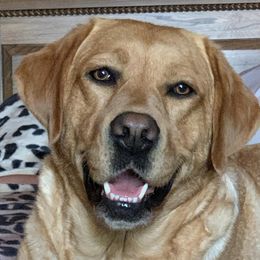 Labrador Retrievers from Highland Labradors