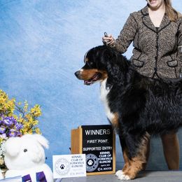 Bernese Mountain Dogs from Carbone Canines