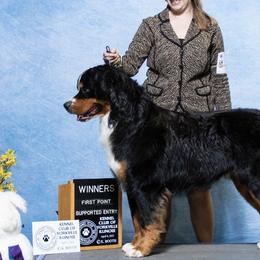 Bernese Mountain Dogs from Carbone Canines