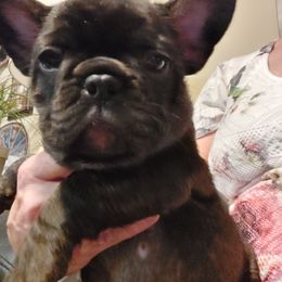 French Bulldog Puppies from Bonjour Bullies