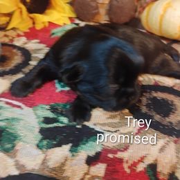 Boy 1 - male Shih Tzu puppy in Ruffs Dale, Pennsylvania from RAM Shih Tzus Rolling Hills of PA