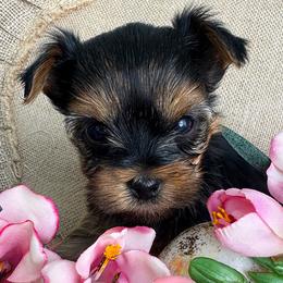 Kensey - Black and tan female Yorkshire Terrier puppy in West Fargo, North Dakota from A Yorkie Tale