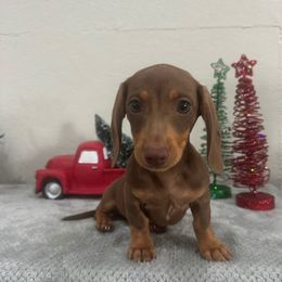 Boy 2 - Chocolate and tan male Dachshund puppy in Waycross, Georgia from Southern Paws