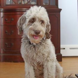 Freyja - Aussiedoodle