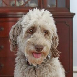 Freyja - Aussiedoodle