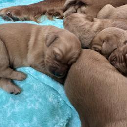 Puffin - Dark golden female Golden Retriever puppy in Reading, Vermont from Green Mountain Golden Retrievers