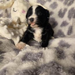 Zumi - Black and white female Havanese puppy in Trinity, Alabama from Tooties Cuties Havanese