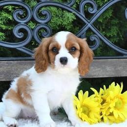 Cavalier King Charles Spaniels from Edens Edge Cavaliers