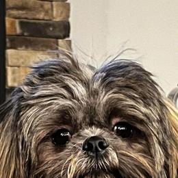 Shih Tzu Puppies from Grandma Ts Precious Puppies