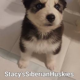 Nefaria - Black and white female Siberian Husky puppy in Savannah, Georgia from Stacy's Siberian Huskies