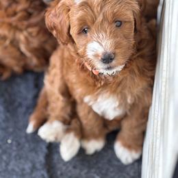 Versace (Orange Collar) - Red  female Goldendoodle puppy in Colorado Springs, Colorado from Pikes Peak Doodles
