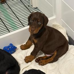Black Collar - Red and rust male Doberman Pinscher puppy in Lake City, Florida from Paintedcrazy Doberman Pinchers