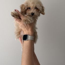 Jay - Apricot male Poodle puppy in Westminster, Colorado from Nasti